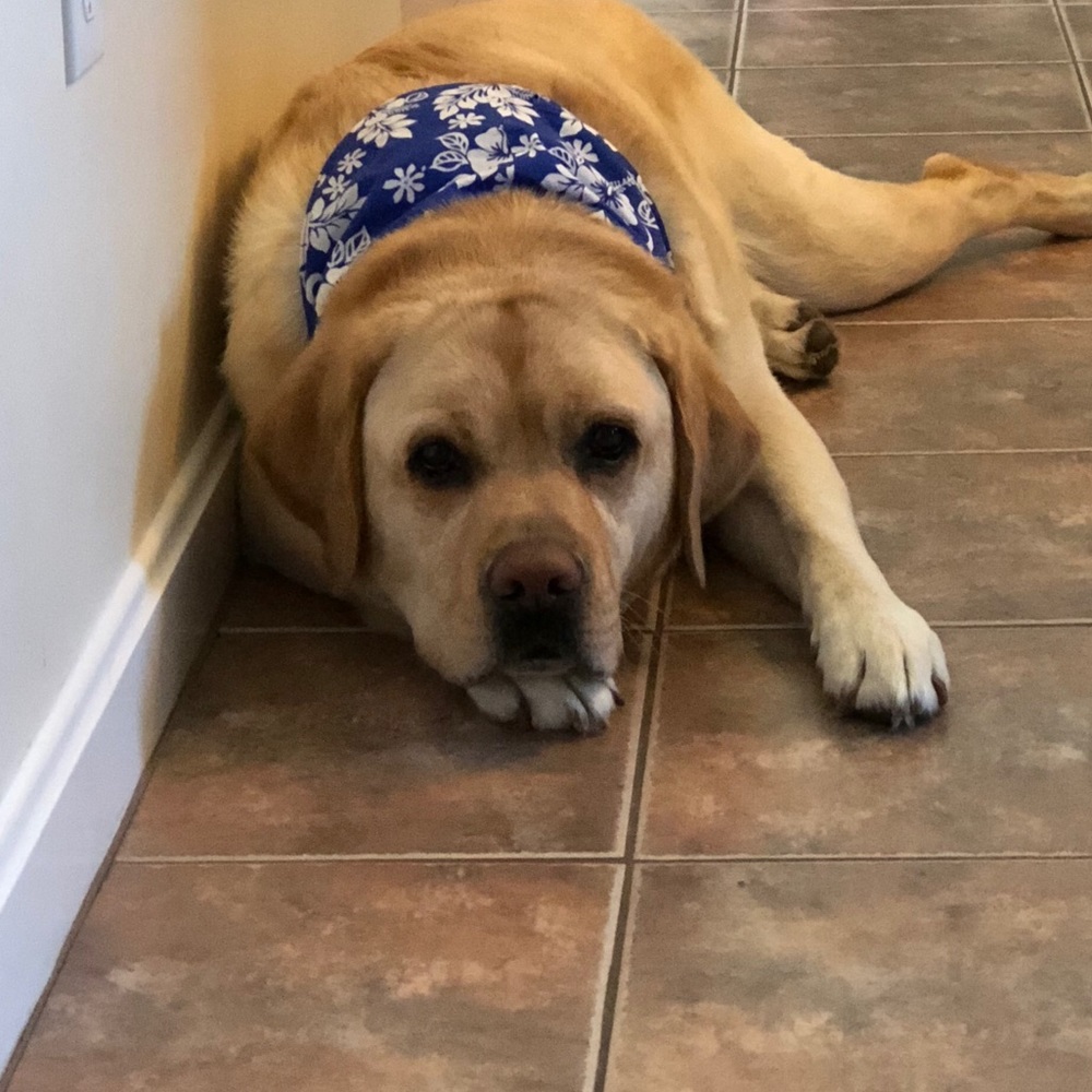 Meet your Posher, Holly